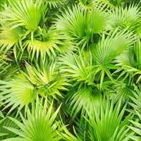 SAW PALMETTO